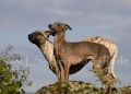 51 Windhund-Trio